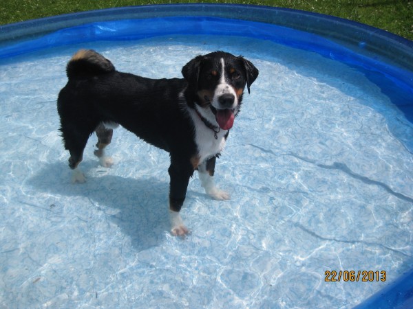 Appenzeller Sennenhund im Pool